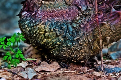 Magic Tree Wallpapers  Exclusive  By Enemia On DeviantArt