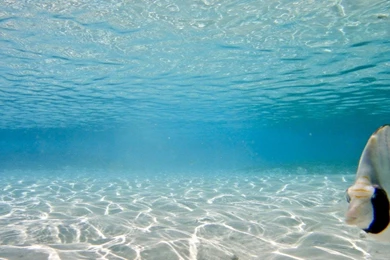 Wallpapers Reef Fish Maldives Poisson Clear Waters Px Angel ...