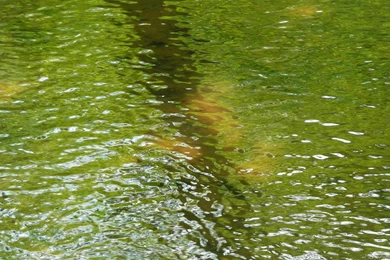 MLeWallpapers.com   Waters Of The Patapsco River