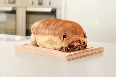 Funny Dog Wallpapers HD   ABestHdWallpapers.Com