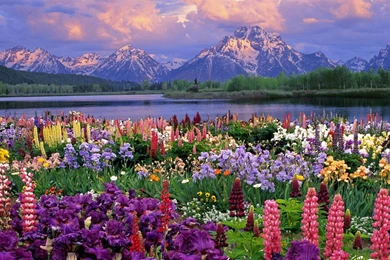 Colorful Flowers September Flowers Wallpapers   1280x800 Wallpapers ...