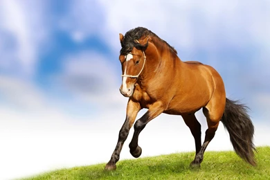 Horse Wallpapers Wide Photos