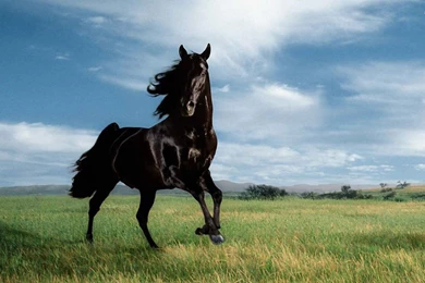Black Horse Backgrounds Wide Wallpapers