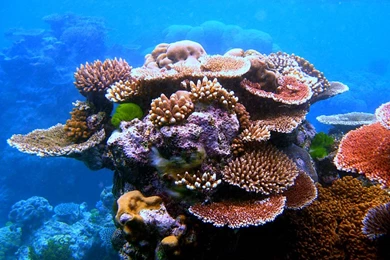 Great Barrier Reef   Sights