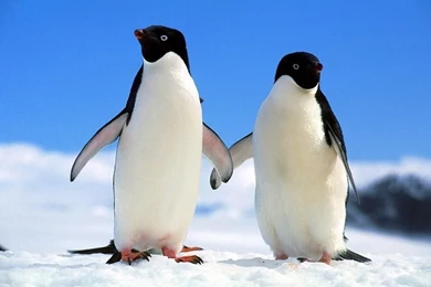 Hello Winter Cute Wallpapers – TheFunnyPlace