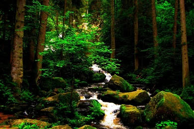 Forest Waterfall >> HD Wallpaper, Get It Now!