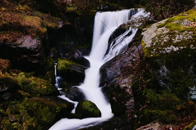 Forest iPad Wallpapers   iPad Wallpapers Gallery