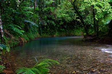 Rainforest Wallpapers