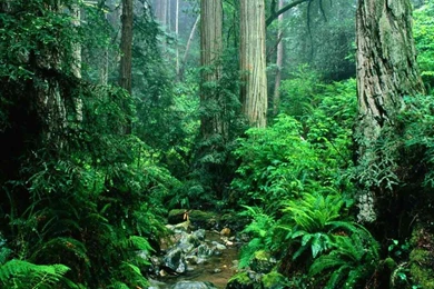 Tropical Rainforest Backgrounds   Wallpapers Zone