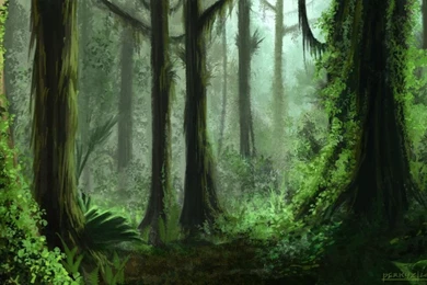 Rain Forest Backgrounds Wallpapers Cave