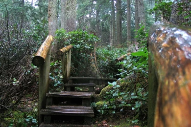 Olympic Rainforest   Nature Wallpapers Image Featuring Trees ...