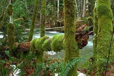 Pacific Rainforest Backgrounds For Desktop   HD Nature Pictures ...