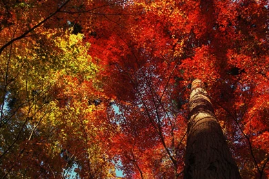 Cute Foliage Wallpapers