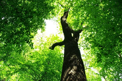 2880x1800 Summer Green Tree Foliage Wallpapers