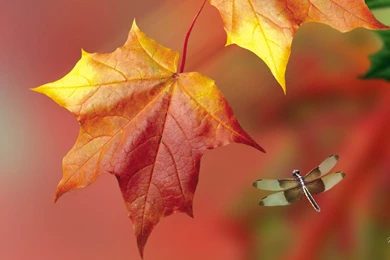 Falling Fall Foliage >> HD Wallpaper, Get It Now!