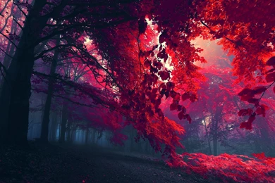 Autumn Wallpapers >> Backgrounds With Quality HD Page 4