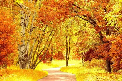 Fall Foliage Wallpapers   Wallpapers Cave