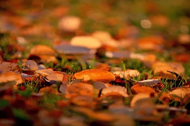 27726 Foliage 1920x1080 Photography Wallpapers