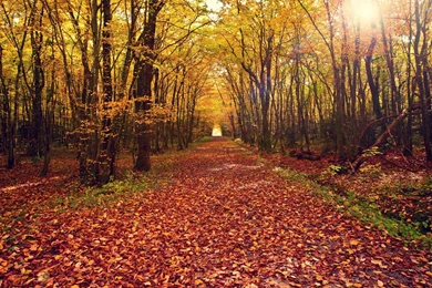 Foliage Covered Park Wallpapers