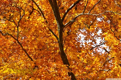 Download Yellow Foliage Autumn Wallpapers 1920x1080