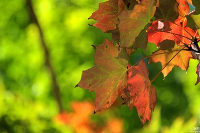 Fall Foliage 9 12 2012 Wallpapers