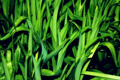 Daylily Foliage High Resolution Wallpapers