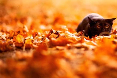 Black Cat In The Foliage iPad Wallpapers Download