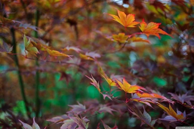 Late Summer Foliage HD Desktop Wallpapers : Widescreen : Fullscreen ...