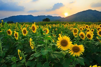 Wallpapers Sunflowers Fields Sunrises And Sunsets Sky Foliage Sun ...