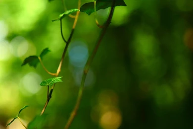 Green Leaf Background, Foliage Pictures Desktop Eye >> HD ...