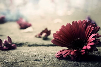 Autumn Flower HD Wallpapers