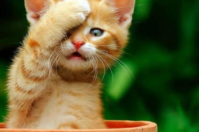Funny Cat Wallpapers Download