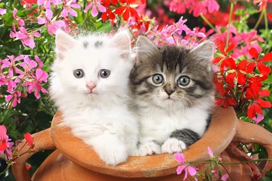 Cute Cat Wallpapers Free Download
