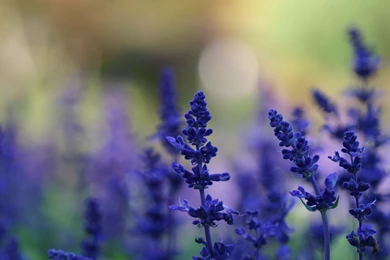 Lavender, Wide, Hd, Wallpaper, Free, Beautiful, Desktop, Photos ...