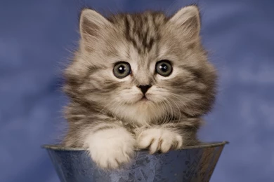 Download Free 100 Cute And Sweet Cat Wallpapers   The Quotes Land