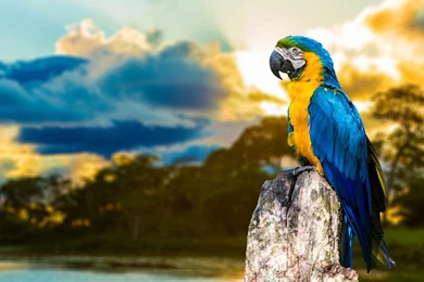 Best HD Backgrounds Wallpapers   Android Apps On Google Play