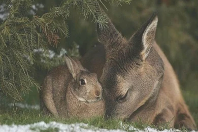 Deer: Bambi Thumper Fawn Hare Rabbit Deer Cool Wallpapers For HD ...