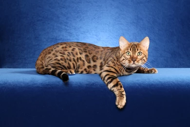 Cat Bengal Hd Wallpapers 0001