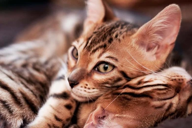 Little Bengal Cats Wallpapers And Images Wallpapers, Pictures ...