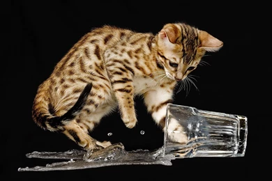 Animals: A Curious Bengal, Picture Nr. 46203