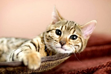 Bengal Cat Desktop Wallpapers And Stock Photos
