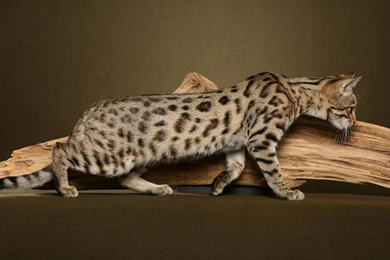 Bengal Cat Desktop Wallpaper. Info Bengal Cat Wallpaper. Bengal ...