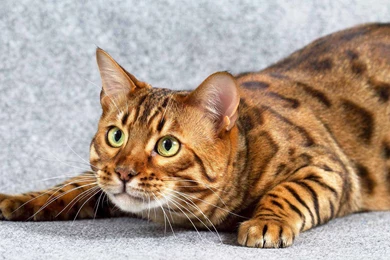 Bengal Cat   Wallpaper.