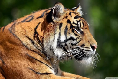 Bengal Tiger Profile HD Desktop Wallpapers : High Definition ...