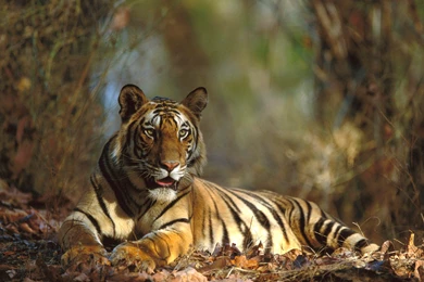 Bengal Tigers Wallpapers Download