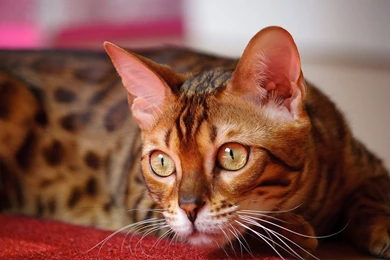 Widescreen Domestic Bengal Cats Wallpaper, HQ Backgrounds