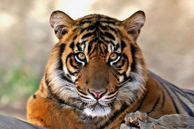 Bengal Tiger HD