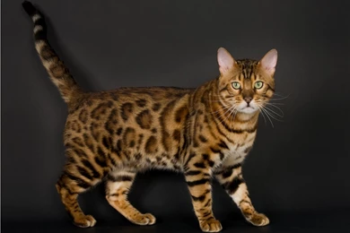 Marble Bengal Cat Wallpaper.