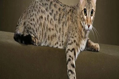 Top 5 Bengal Cat HD Iphone Wallpapers Download Free Purple Walls ...