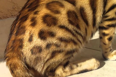 Bengal Cat Wallpapers WF1064